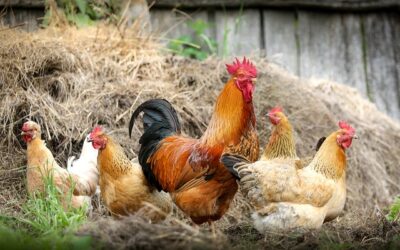 Infecção em aves: risco para a saúde humana