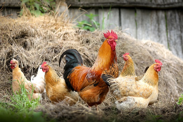 Infecção em aves: risco para a saúde humana