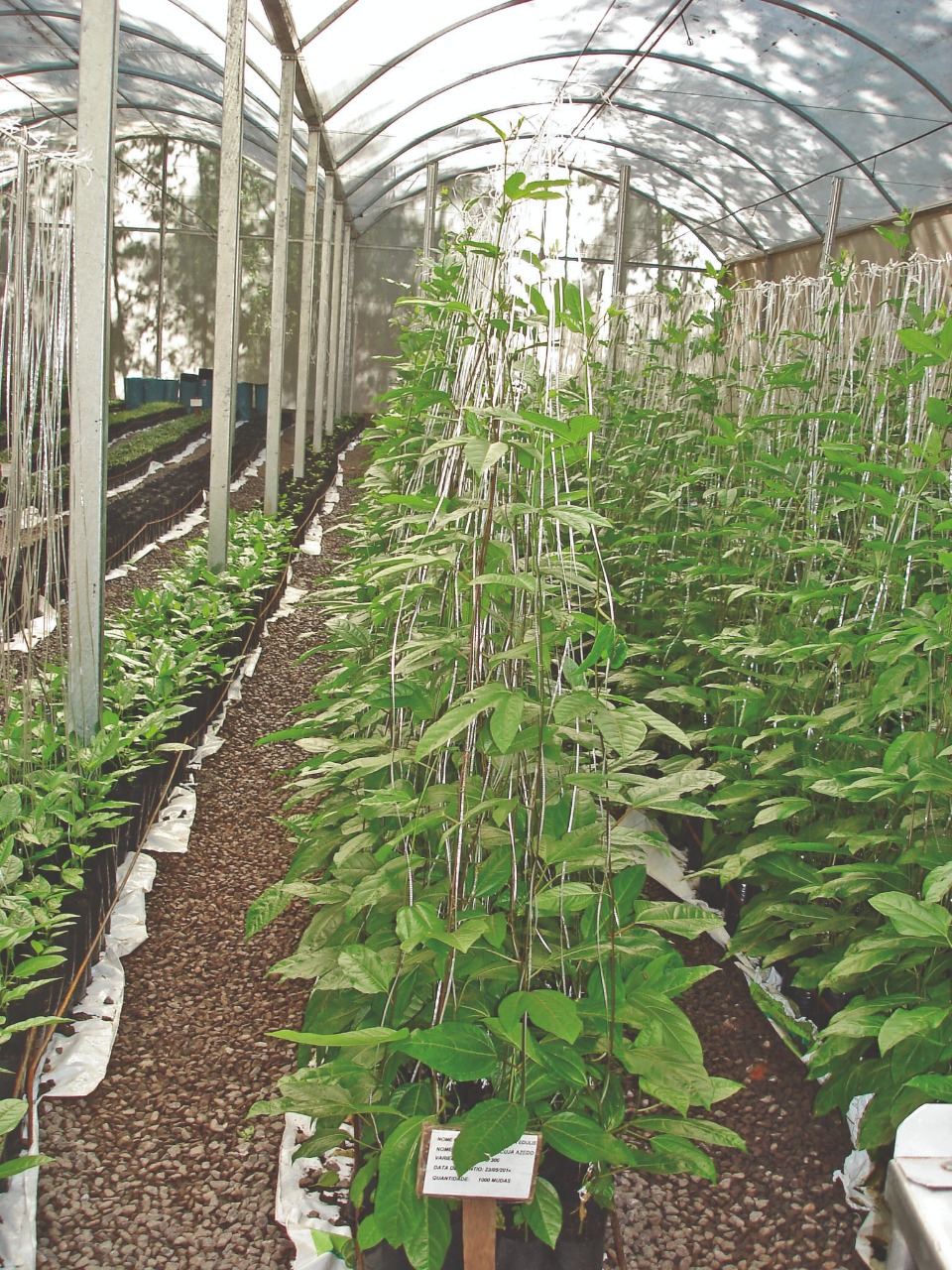 Critérios para um cultivo bem-sucedido de maracujá