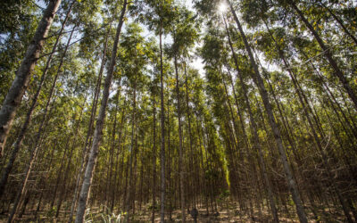 Tudo que a floresta produz