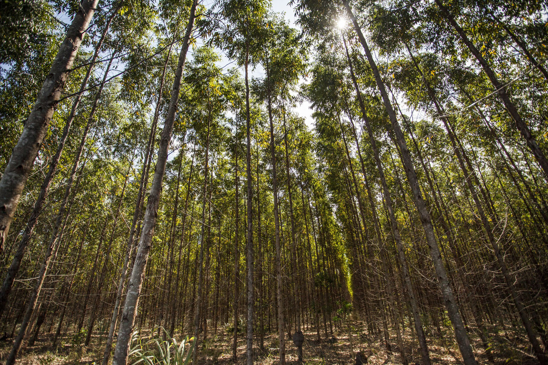 Tudo que a floresta produz