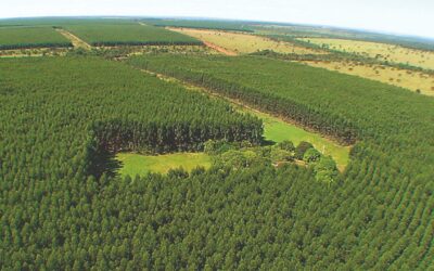 Carvão vegetal os seus desafios e oportunidades