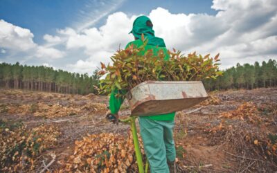 Biocarvão para nutrição das florestas