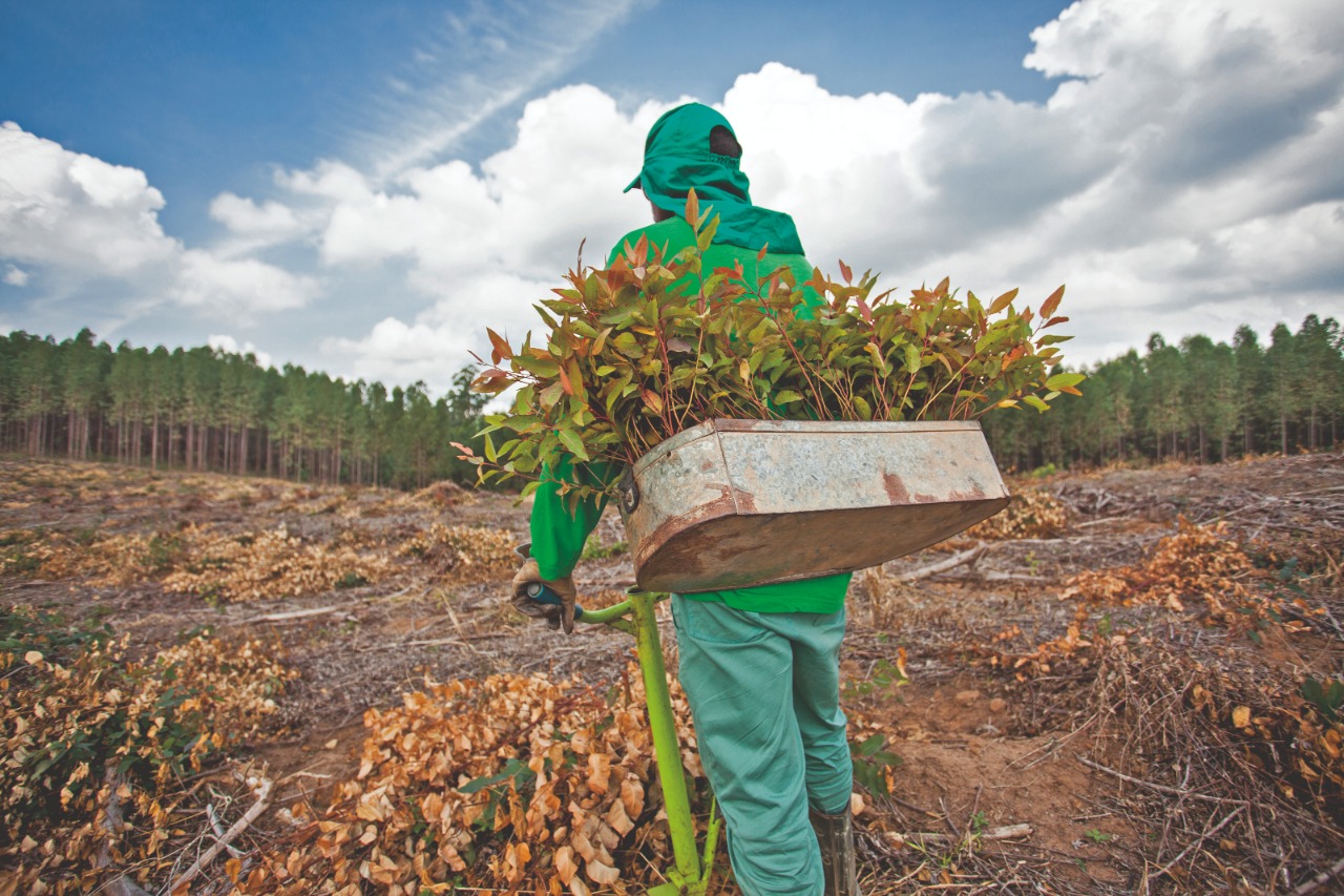 Biocarvão para nutrição das florestas