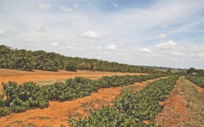 A renovação de cafeeiros em áreas contaminadas