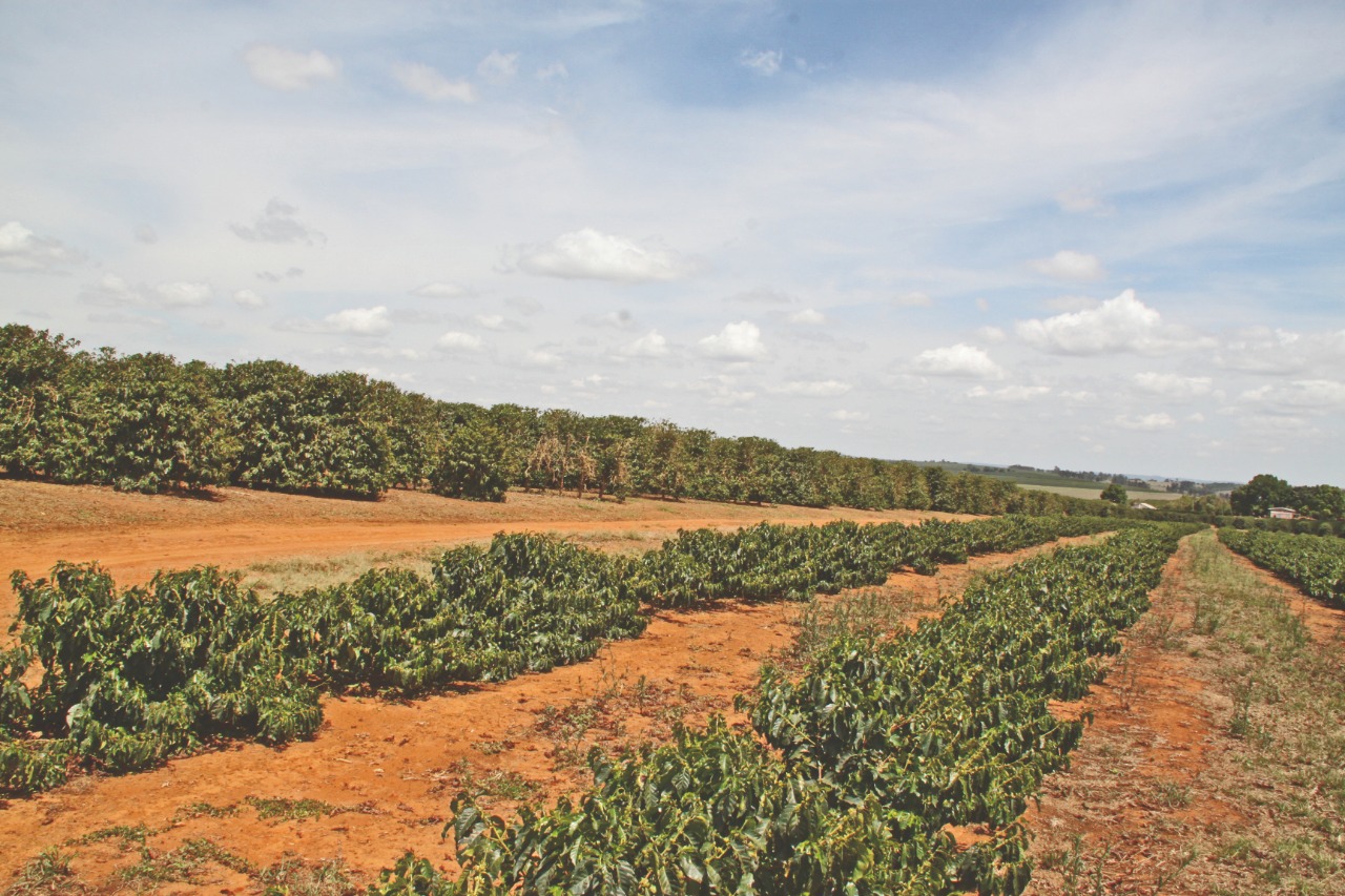 A renovação de cafeeiros em áreas contaminadas