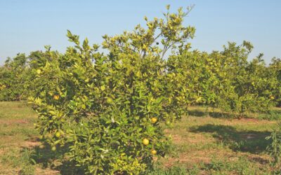 GRANBLACK: A solução no controle do Greening