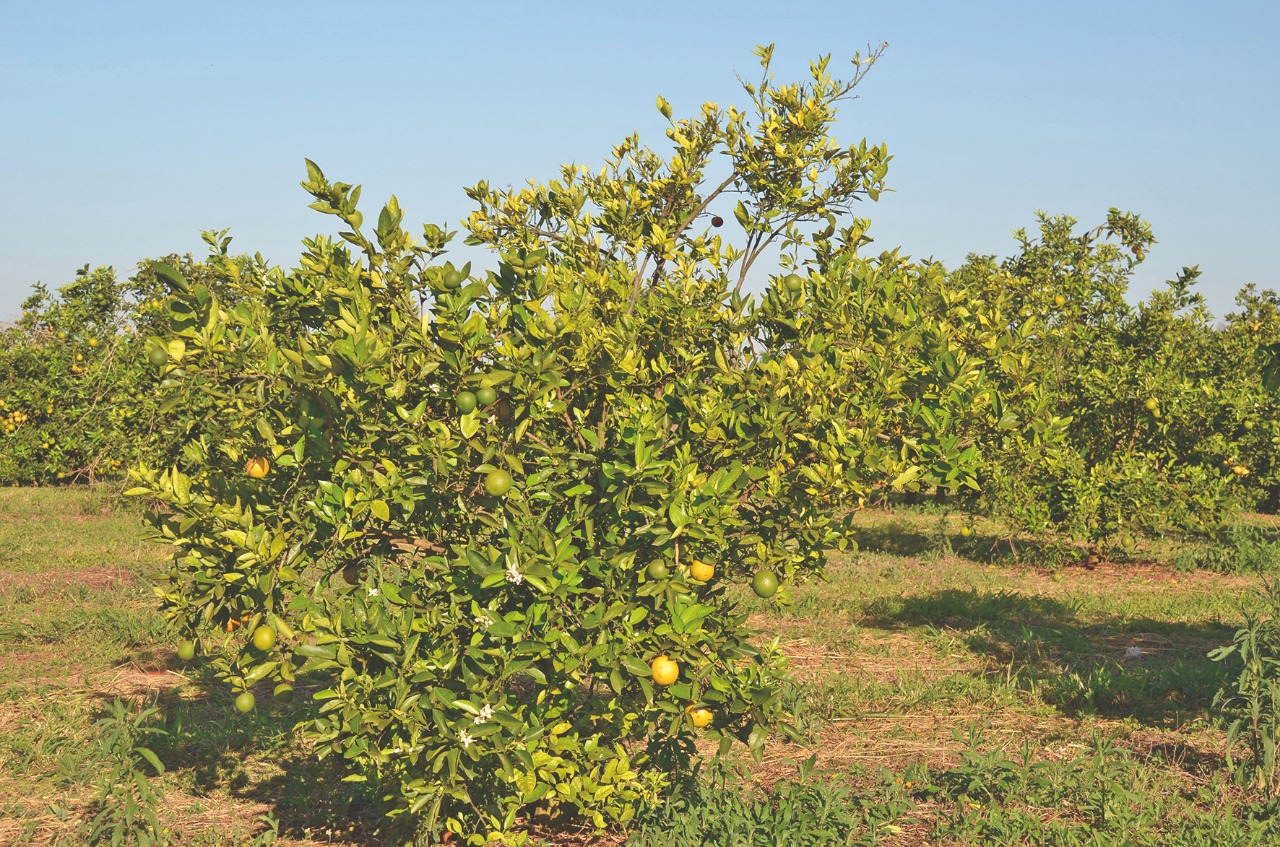 GRANBLACK: A solução no controle do Greening