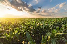 Fertilizante para milho gera menor emissão de gases