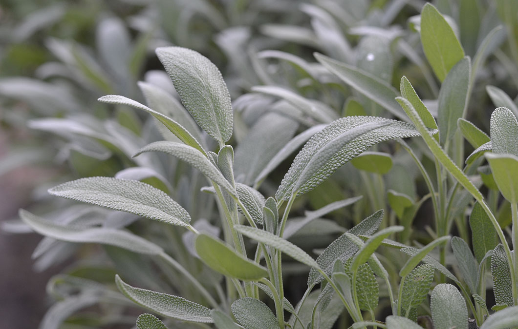 Ervas aromáticas e sua biodiversidade