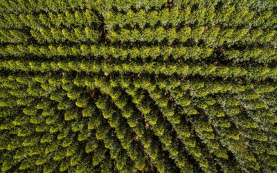 Nove anos do Novo Código Florestal