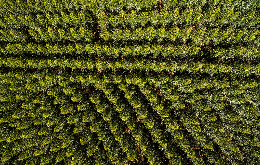 Nove anos do Novo Código Florestal