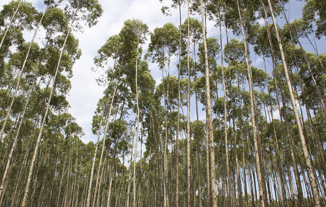 Regulamentação dos créditos de carbono