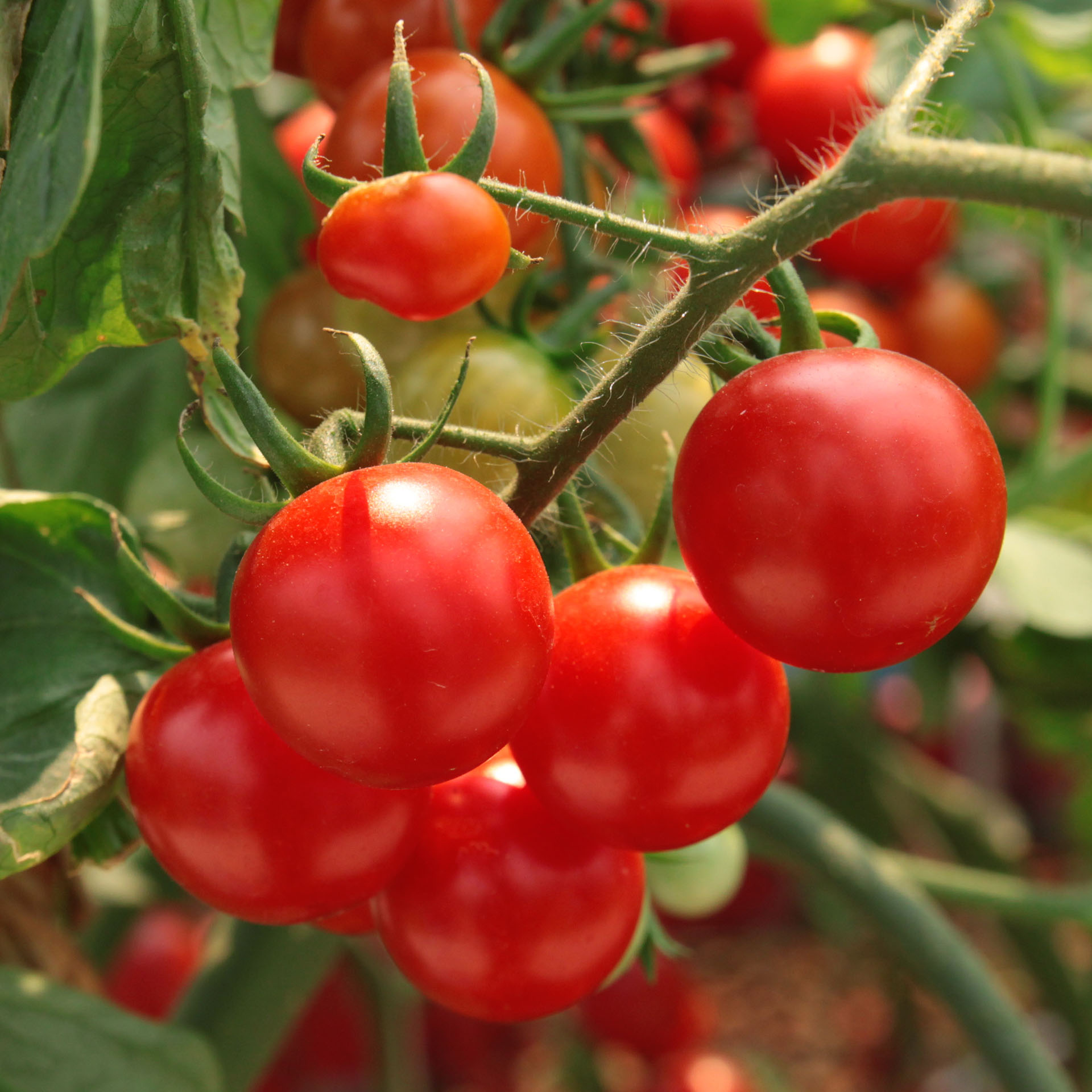 Escolha de híbridos de tomates deve ser por microrregiões