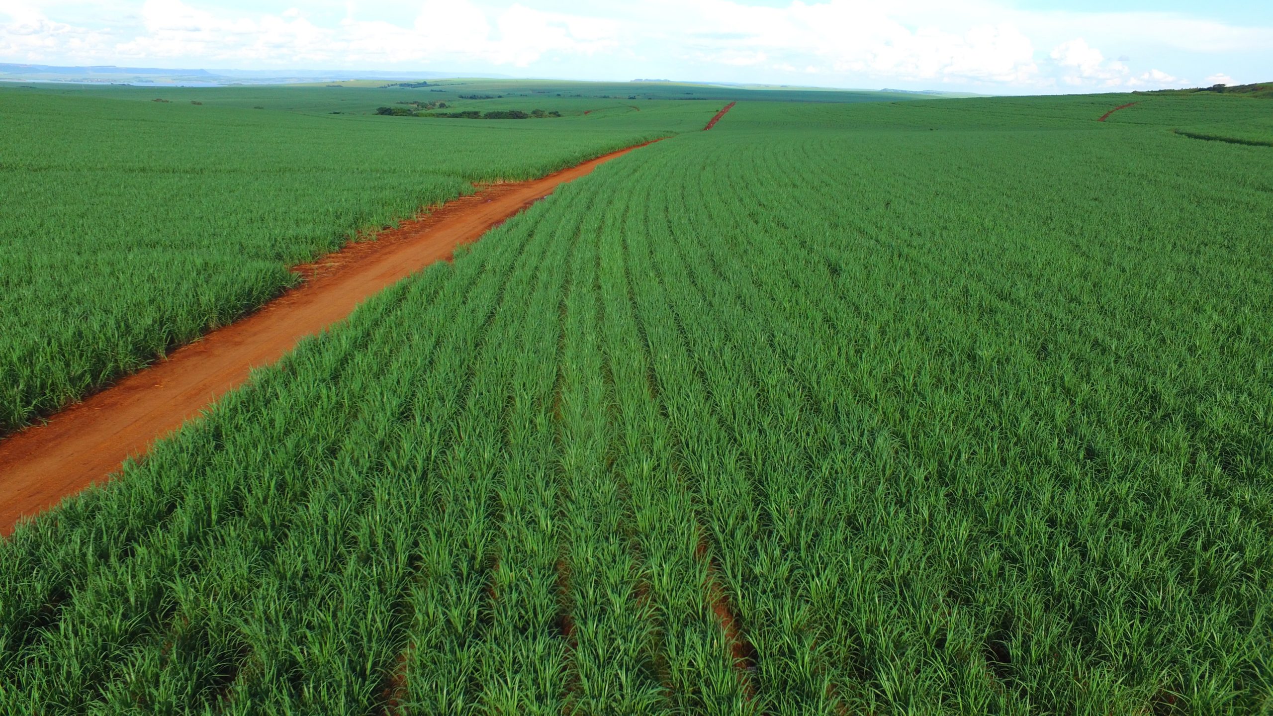 Cana: Manejo sustentável com Azospirillum brasilense