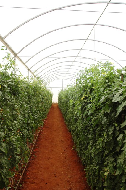 Cultivo de tomate em estufa é opção interessante