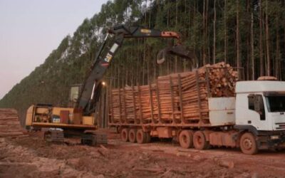 Logística sustentável para empresas florestais
