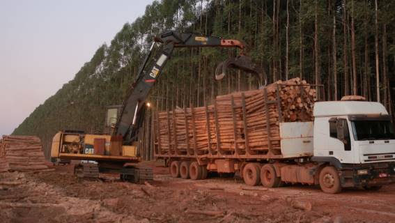 Logística sustentável para empresas florestais