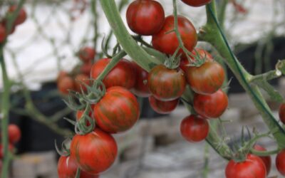 Tomate Tigre: Diferencial atrai consumidores