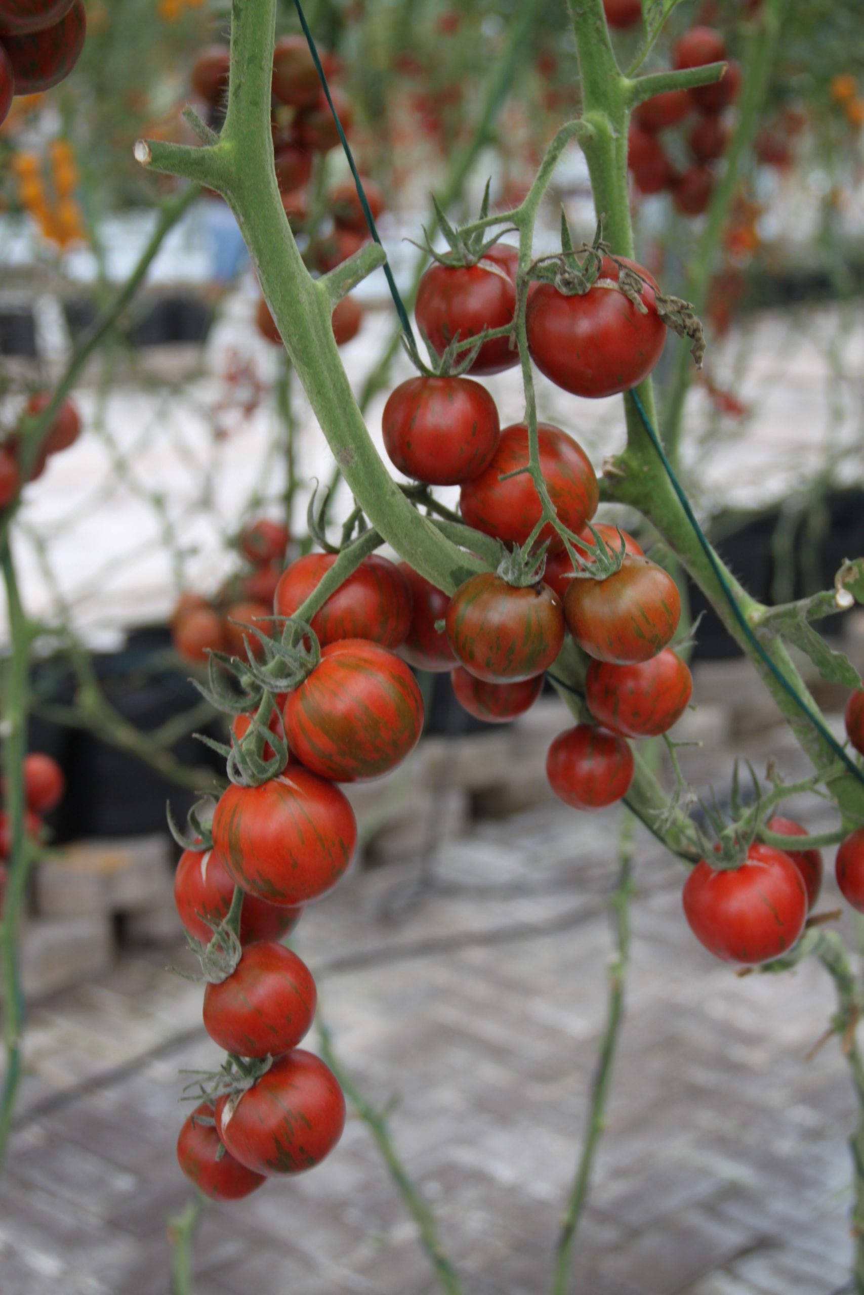 Tomate Tigre: Diferencial atrai consumidores