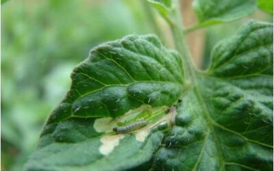 Feromônios e biológicos no cultivo do tomate