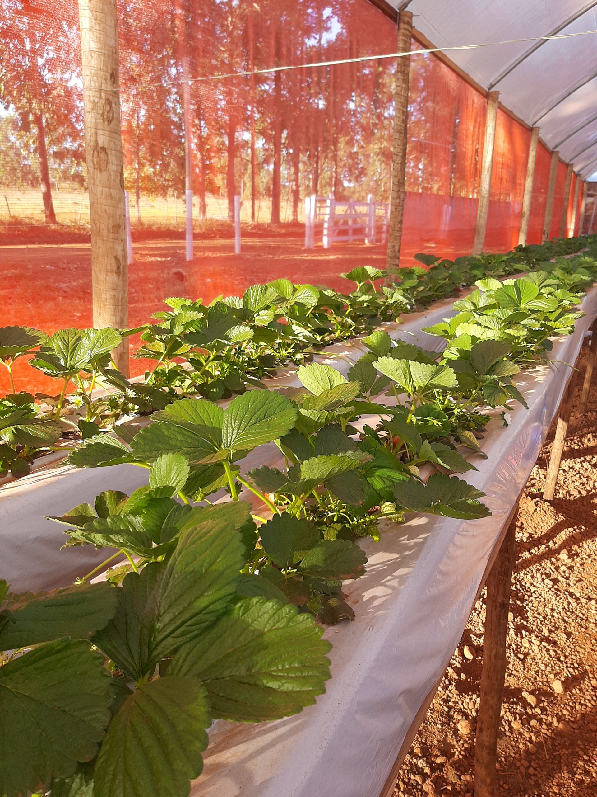 Morango: Como otimizar o cultivo em calhas