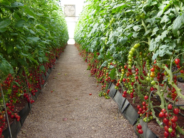 Por ser de alto valor agregado, a tomaticultura responde bem ao cultivo protegido - Crédito Ricardo Zepter