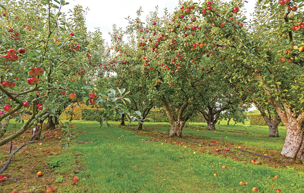 Fruteiras em sistemas de produção de baixa emissão de carbono