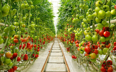 Cultivo de tomate hidropônico
