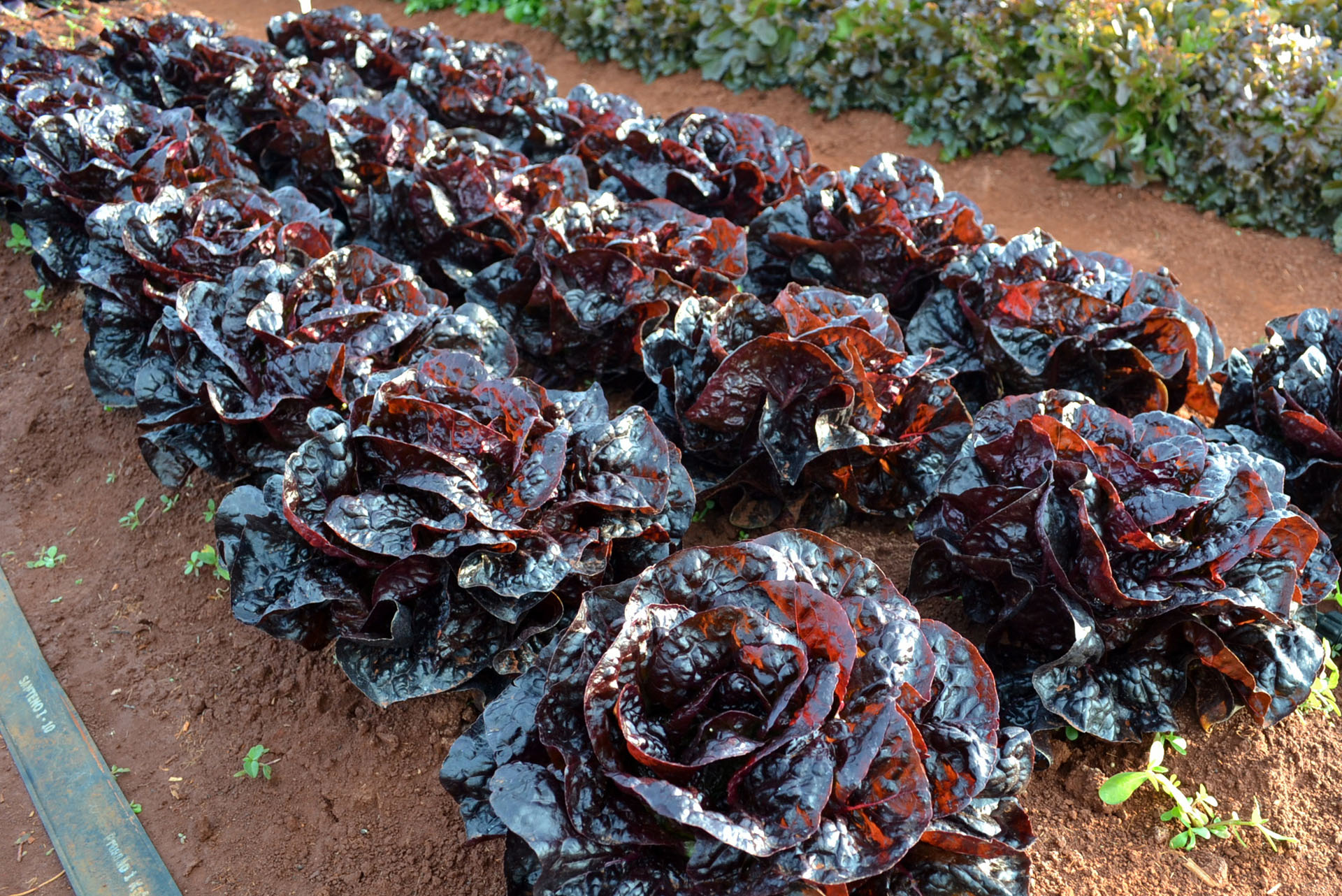 Frutas e hortaliças gourmets – Valor agregado garantido