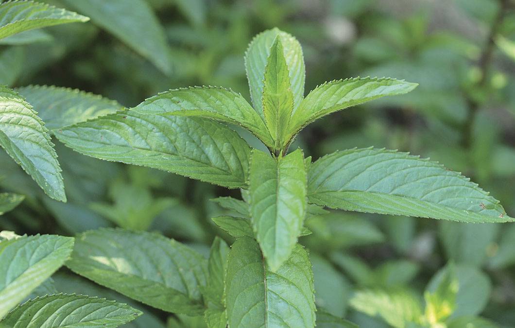 Produção de hortelã-pimenta no cultivo indoor