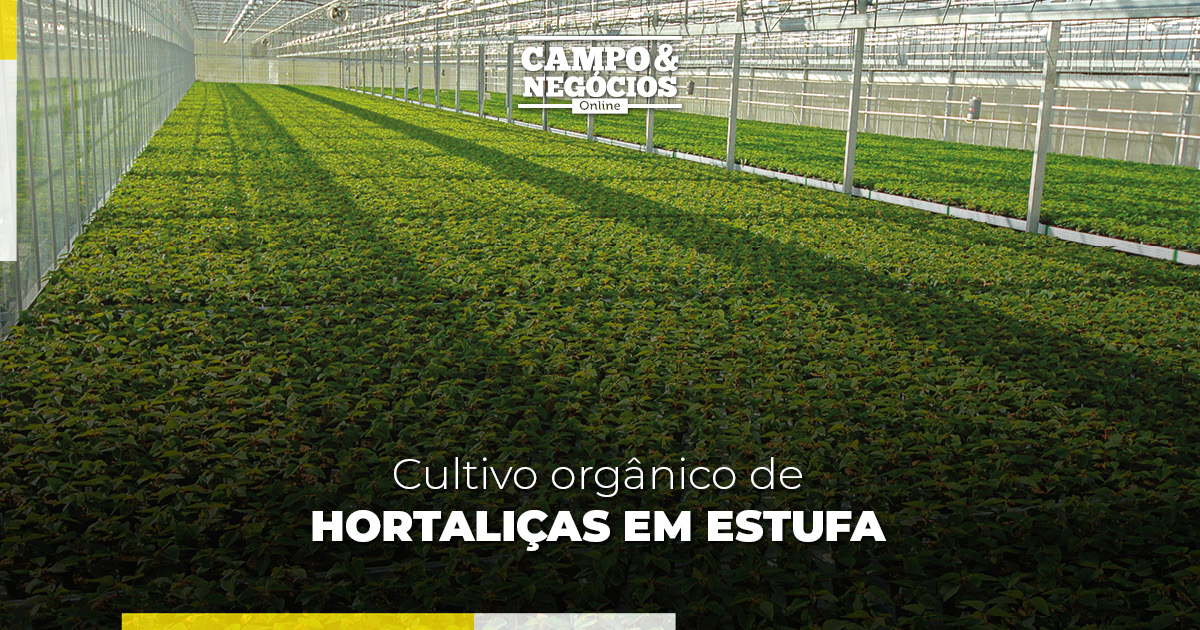 Cultivo orgânico de hortaliças em estufa