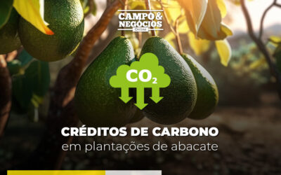 Créditos de carbono em plantações de abacate