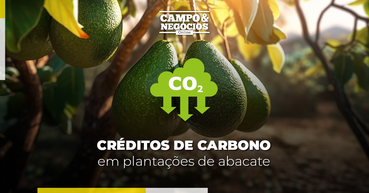 Créditos de carbono em plantações de abacate