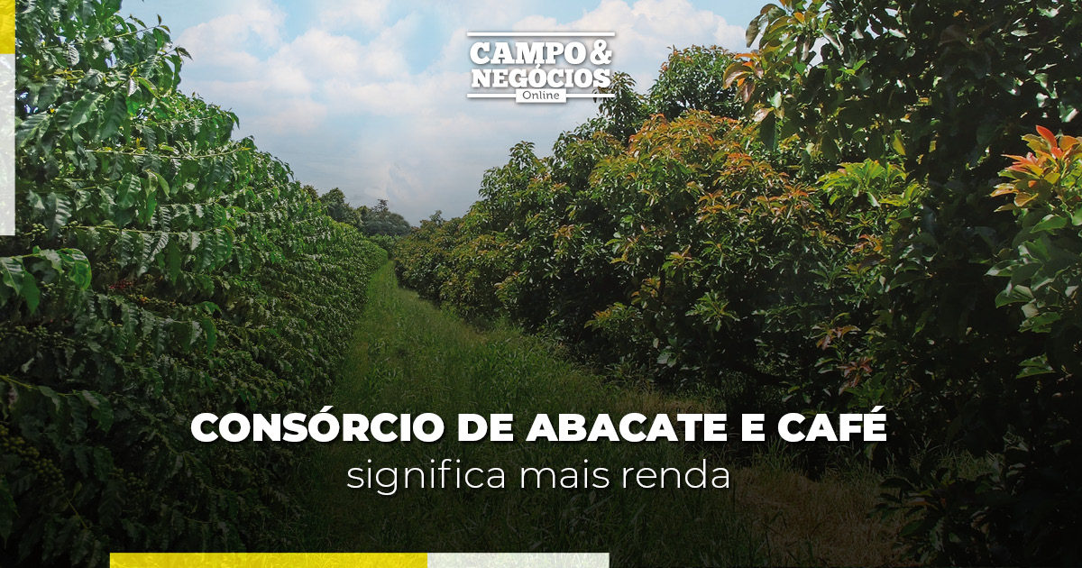 Consórcio de abacate e café significa mais renda