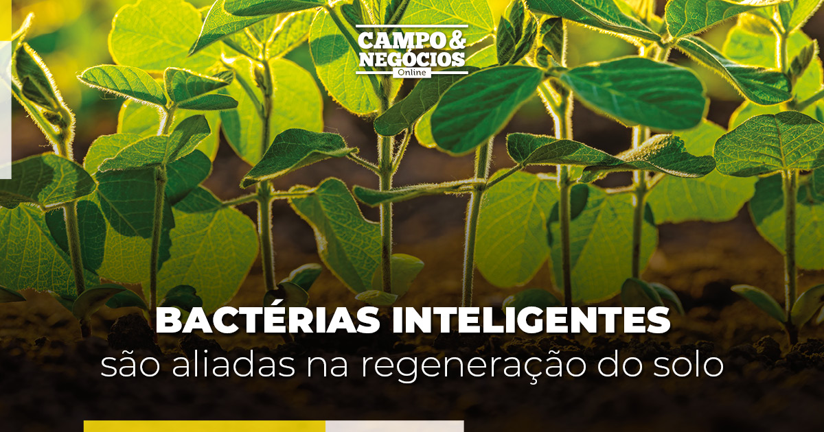 Bactérias inteligentes são aliadas na regeneração do solo