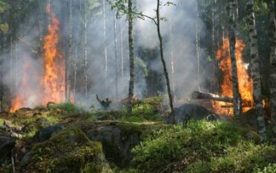 Impactos na Floresta Amazônica