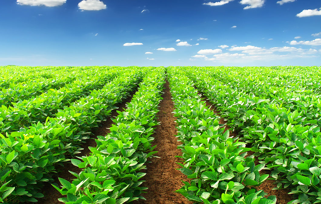 A relevância da inovação para um agronegócio cada vez mais sustentável