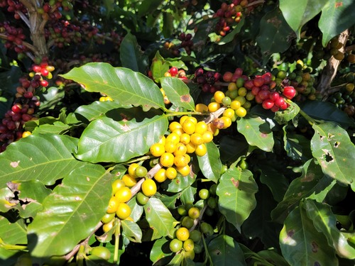 Parceria irá desenvolver novos biofertilizantes para café