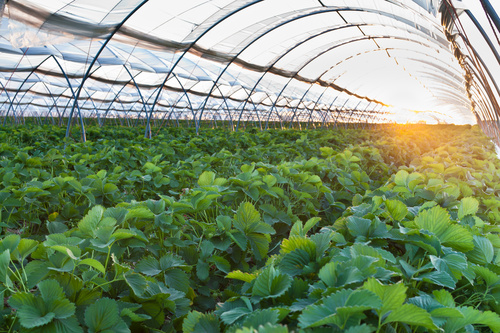 Soluções para o cultivo protegido estarão entre os destaques na Hortitec 2023