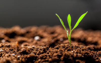 Dia do solo: o protagonismo do agronegócio na garantia do futuro do planeta