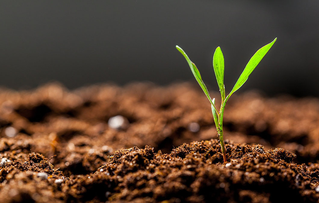 Dia do solo: o protagonismo do agronegócio na garantia do futuro do planeta