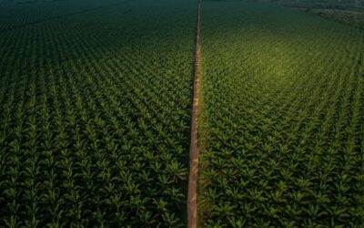 Agropalma intensifica ações para prevenção e controle de incêndios florestais