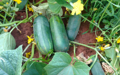 Manejo do pepino orgânico