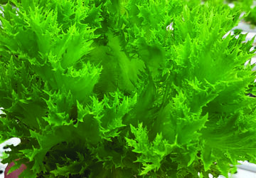 Cultivo em hidroponia da alface frisée