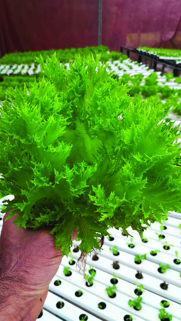 Cultivo em hidroponia da alface frisée