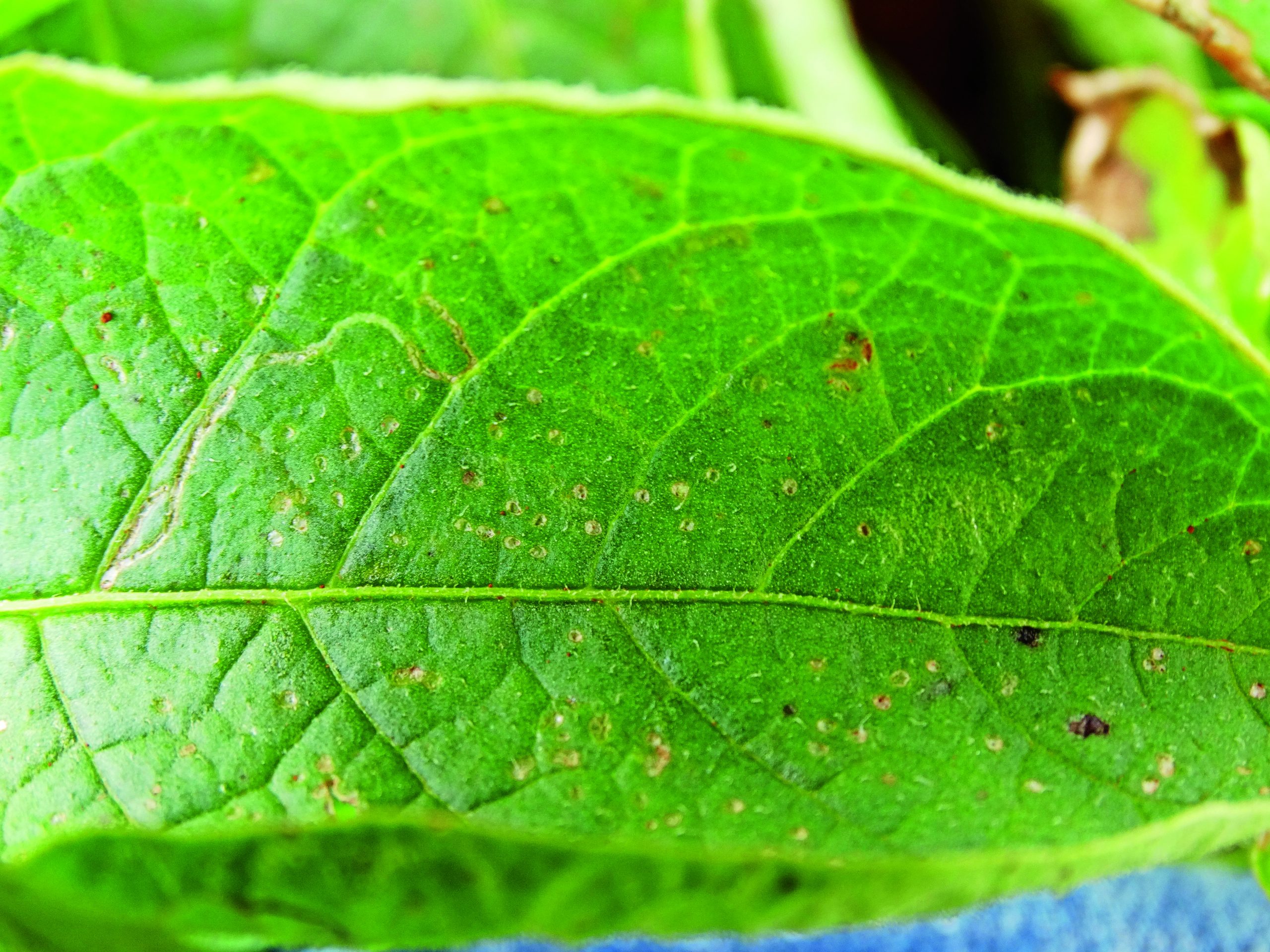 Mosca-minadora: Alerta vermelho para os produtores de batata