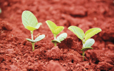 Novo biostimulante da Green Has Brasil