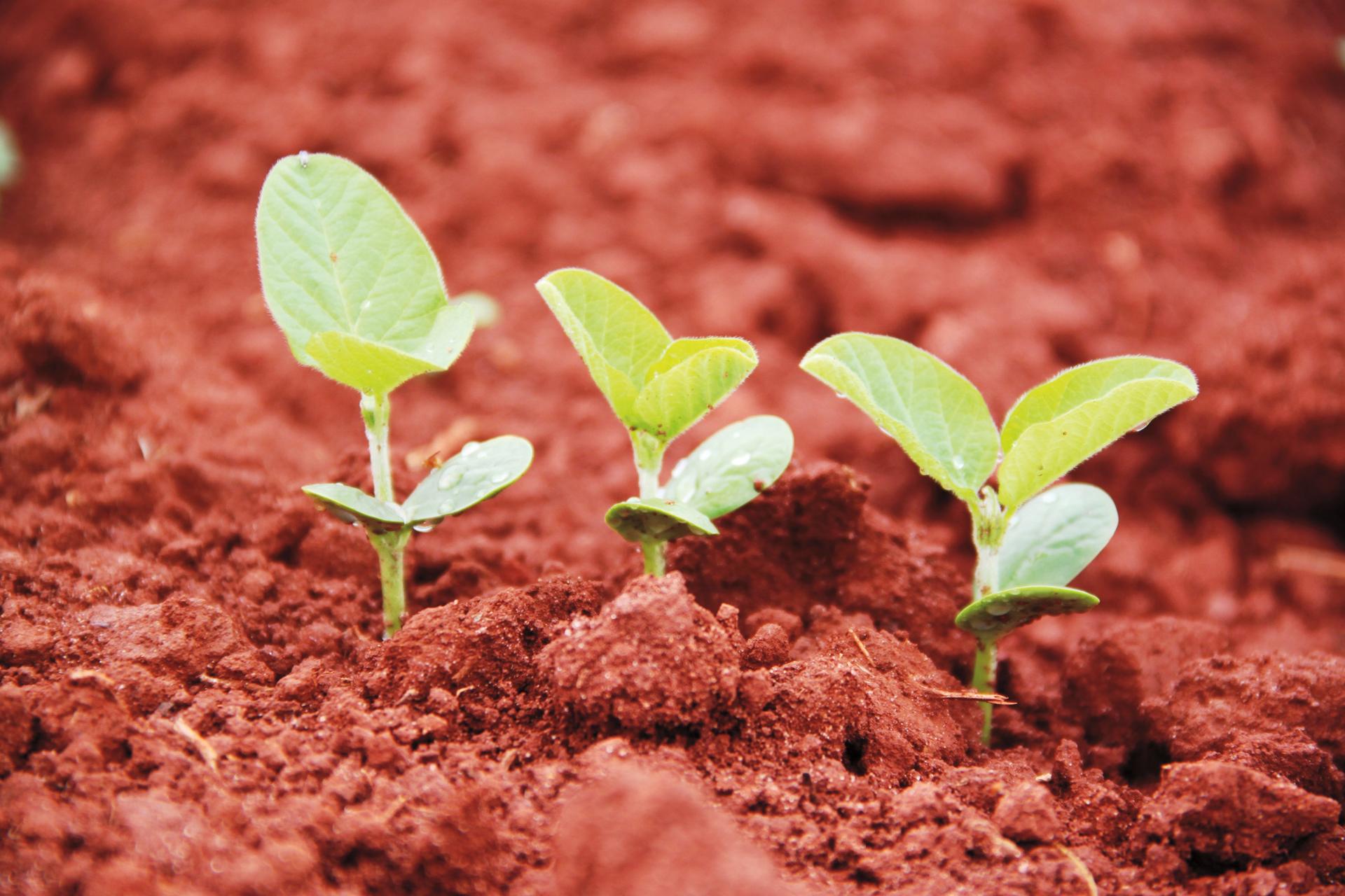 Novo biostimulante da Green Has Brasil