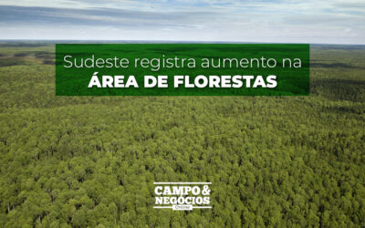 Sudeste registra aumento na área de florestas